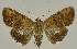  ( - BC EF Lep 02831)  @14 [ ] Copyright (2010) Unspecified Research Collection of Egbert Friedrich