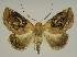  (Westermanniinae - BC EF Lep 02833)  @15 [ ] Copyright (2010) Unspecified Research Collection of Egbert Friedrich