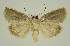  ( - BC EF Lep 02862)  @13 [ ] Copyright (2010) Unspecified Research Collection of Egbert Friedrich