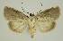  ( - BC EF Lep 02863)  @13 [ ] Copyright (2010) Unspecified Research Collection of Egbert Friedrich