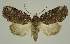  ( - BC EF Lep 02871)  @14 [ ] Copyright (2010) Unspecified Research Collection of Egbert Friedrich