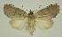  ( - BC EF Lep 02871)  @13 [ ] Copyright (2010) Unspecified Research Collection of Egbert Friedrich