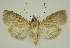  ( - BC EF Lep 02880)  @13 [ ] Copyright (2010) Unspecified Research Collection of Egbert Friedrich
