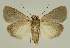  ( - BC EF Lep 02887)  @13 [ ] Copyright (2010) Unspecified Research Collection of Egbert Friedrich