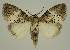  ( - BC EF Lep 02896)  @14 [ ] Copyright (2010) Unspecified Research Collection of Egbert Friedrich