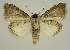  ( - BC EF Lep 02896)  @13 [ ] Copyright (2010) Unspecified Research Collection of Egbert Friedrich