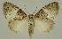  ( - BC EF Lep 02897)  @14 [ ] Copyright (2010) Unspecified Research Collection of Egbert Friedrich