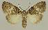  ( - BC EF Lep 02898)  @14 [ ] Copyright (2010) Unspecified Research Collection of Egbert Friedrich