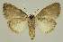  ( - BC EF Lep 02898)  @13 [ ] Copyright (2010) Unspecified Research Collection of Egbert Friedrich