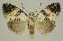  ( - BC EF Lep 02899)  @14 [ ] Copyright (2010) Unspecified Research Collection of Egbert Friedrich