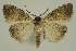  ( - BC EF Lep 02900)  @13 [ ] Copyright (2010) Unspecified Research Collection of Egbert Friedrich