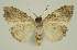  ( - BC EF Lep 02901)  @13 [ ] Copyright (2010) Unspecified Research Collection of Egbert Friedrich