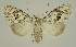  (Nola platygona - BC EF Lep 02905)  @14 [ ] Copyright (2010) Unspecified Research Collection of Egbert Friedrich