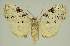  (Nola sphaerospila - BC EF Lep 02912)  @14 [ ] Copyright (2010) Unspecified Research Collection of Egbert Friedrich
