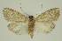  ( - BC EF Lep 02921)  @13 [ ] Copyright (2010) Unspecified Research Collection of Egbert Friedrich