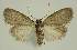  ( - BC EF Lep 02922)  @13 [ ] Copyright (2010) Unspecified Research Collection of Egbert Friedrich