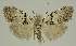  (Nola pygmaeodes - BC EF Lep 02924)  @14 [ ] Copyright (2010) Unspecified Research Collection of Egbert Friedrich