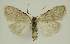  ( - BC EF Lep 02936)  @13 [ ] Copyright (2010) Unspecified Research Collection of Egbert Friedrich