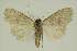 ( - BC EF Lep 02937)  @13 [ ] Copyright (2010) Unspecified Research Collection of Egbert Friedrich