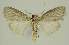  ( - BC EF Lep 02938)  @13 [ ] Copyright (2010) Unspecified Research Collection of Egbert Friedrich