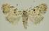  (Nola bifascialis - BC EF Lep 02940)  @14 [ ] Copyright (2010) Unspecified Research Collection of Egbert Friedrich