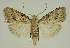  (Nola desmotes PS1 - BC EF Lep 02941)  @13 [ ] Copyright (2010) Unspecified Research Collection of Egbert Friedrich