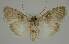  ( - BC EF Lep 02947)  @12 [ ] Copyright (2010) Unspecified Research Collection of Egbert Friedrich