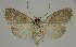  ( - BC EF Lep 02949)  @12 [ ] Copyright (2010) Unspecified Research Collection of Egbert Friedrich