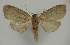  ( - BC EF Lep 02951)  @13 [ ] Copyright (2010) Unspecified Research Collection of Egbert Friedrich
