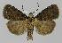  ( - BC EF Lep 00006)  @13 [ ] Copyright (2010) Unspecified Research Collection of Egbert Friedrich