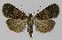  ( - BC EF Lep 00007)  @13 [ ] Copyright (2010) Unspecified Research Collection of Egbert Friedrich