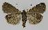  ( - BC EF Lep 00007)  @13 [ ] Copyright (2010) Unspecified Research Collection of Egbert Friedrich