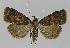  ( - BC EF Lep 00009)  @13 [ ] Copyright (2010) Unspecified Research Collection of Egbert Friedrich