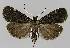  ( - BC EF Lep 00010)  @13 [ ] Copyright (2010) Unspecified Research Collection of Egbert Friedrich