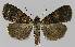  ( - BC EF Lep 00011)  @14 [ ] Copyright (2010) Unspecified Research Collection of Egbert Friedrich