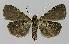  ( - BC EF Lep 00011)  @13 [ ] Copyright (2010) Unspecified Research Collection of Egbert Friedrich