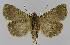  ( - BC EF Lep 00015)  @13 [ ] Copyright (2010) Unspecified Research Collection of Egbert Friedrich