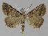  ( - BC EF Lep 00022)  @13 [ ] Copyright (2010) Unspecified Research Collection of Egbert Friedrich