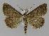  ( - BC EF Lep 00022)  @14 [ ] Copyright (2010) Unspecified Research Collection of Egbert Friedrich
