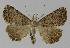  ( - BC EF Lep 00023)  @13 [ ] Copyright (2010) Unspecified Research Collection of Egbert Friedrich