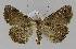  ( - BC EF Lep 00023)  @13 [ ] Copyright (2010) Unspecified Research Collection of Egbert Friedrich