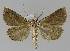  ( - BC EF Lep 00026)  @12 [ ] Copyright (2010) Unspecified Research Collection of Egbert Friedrich