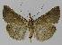  ( - BC EF Lep 00030)  @11 [ ] Copyright (2010) Unspecified Research Collection of Egbert Friedrich