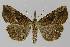 ( - BC EF Lep 00031)  @11 [ ] Copyright (2010) Unspecified Research Collection of Egbert Friedrich