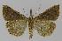  ( - BC EF Lep 00031)  @11 [ ] Copyright (2010) Unspecified Research Collection of Egbert Friedrich
