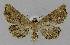  ( - BC EF Lep 00037)  @11 [ ] Copyright (2010) Unspecified Research Collection of Egbert Friedrich