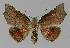 ( - BC EF Lep 00049)  @13 [ ] Copyright (2010) Unspecified Research Collection of Egbert Friedrich