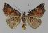  ( - BC EF Lep 00049)  @13 [ ] Copyright (2010) Unspecified Research Collection of Egbert Friedrich