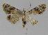  ( - BC EF Lep 00051)  @12 [ ] Copyright (2010) Unspecified Research Collection of Egbert Friedrich