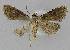  ( - BC EF Lep 00051)  @13 [ ] Copyright (2010) Unspecified Research Collection of Egbert Friedrich